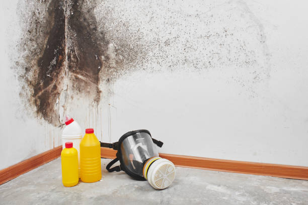Best Home Mold Removal  in Mascotte, FL