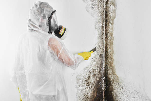 Best Residential Mold Removal  in Mascotte, FL