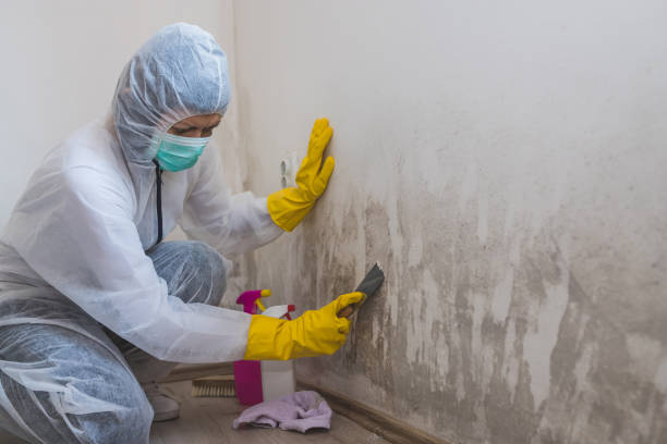 Mold Removal Process in Mascotte, FL