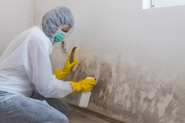Office Mold Removal Services in Mascotte, FL