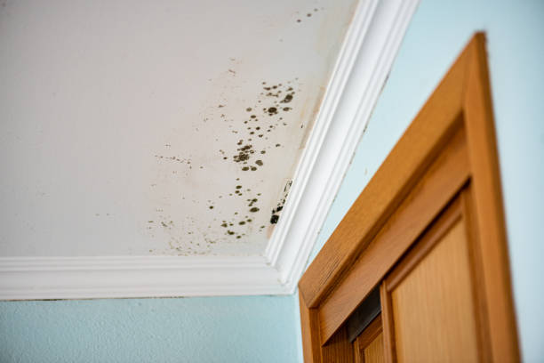 Mold Removal Process in Mascotte, FL