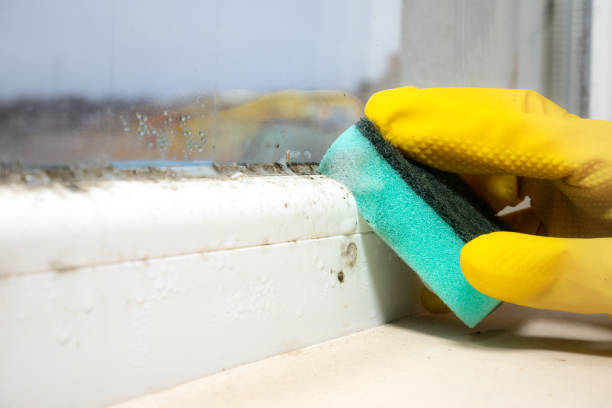 Best Local Mold Removal Service  in Mascotte, FL