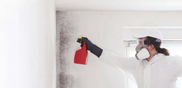 Best Office Mold Removal Services  in Mascotte, FL