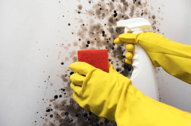 Best Mold Removal Process  in Mascotte, FL