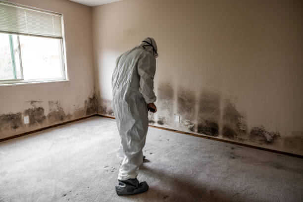 Best Attic Mold Removal  in Mascotte, FL